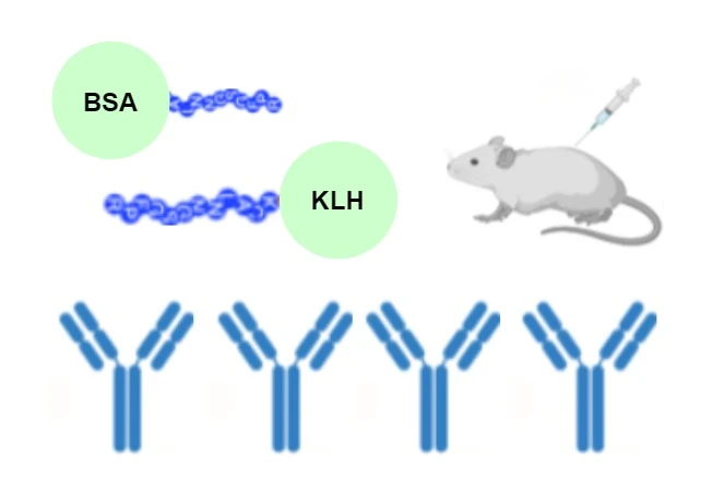 Peptide Conjugated KLH, BSA lossis OVA