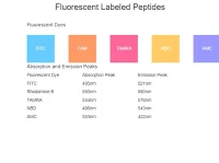 Fluorescent Labeled Peptides